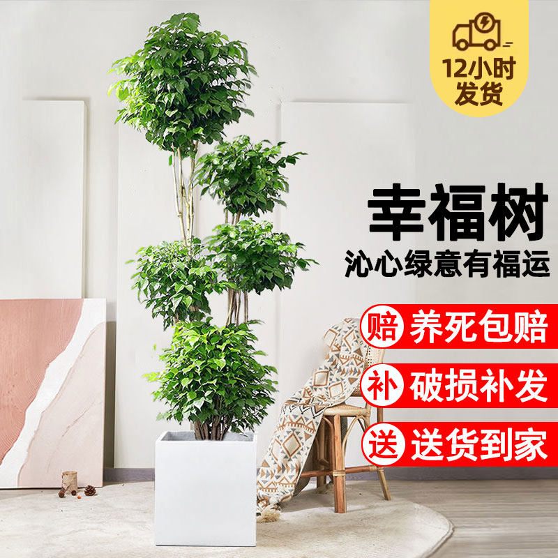 幸福树大树盆栽室内客厅吸甲醛除废气多层平安树绿植赠送专用肥料