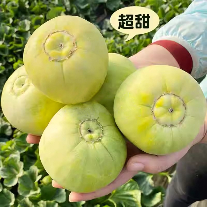 日本甜宝甜瓜种籽绿宝石春天