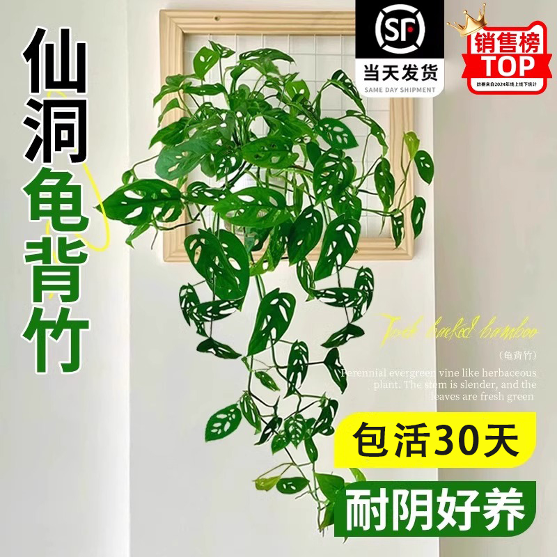 米歇尔仙洞龟背竹爬藤植物室内外好养活观叶垂吊绿植摆件垂藤耐阴