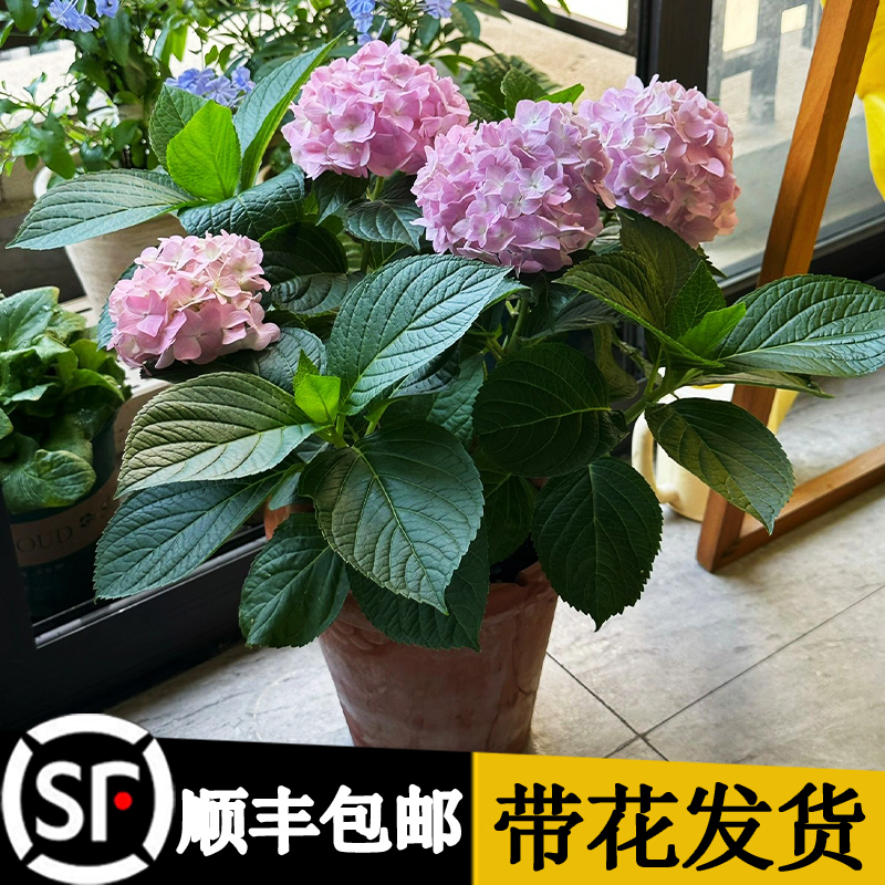 进口绣球花苗花卉盆栽无尽夏四季开花室内院好养易活大花花卉植物 鲜花速递/花卉仿真/绿植园艺 时令草本花卉 原图主图