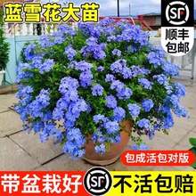 蓝雪花爬藤大苗盆栽棒棒糖带花苞阳台花卉植物室内外庭院多季开花