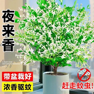 開花驅蚊植物室外庭院好養九里香樹苗 夜來香盆栽花卉室內客廳多季