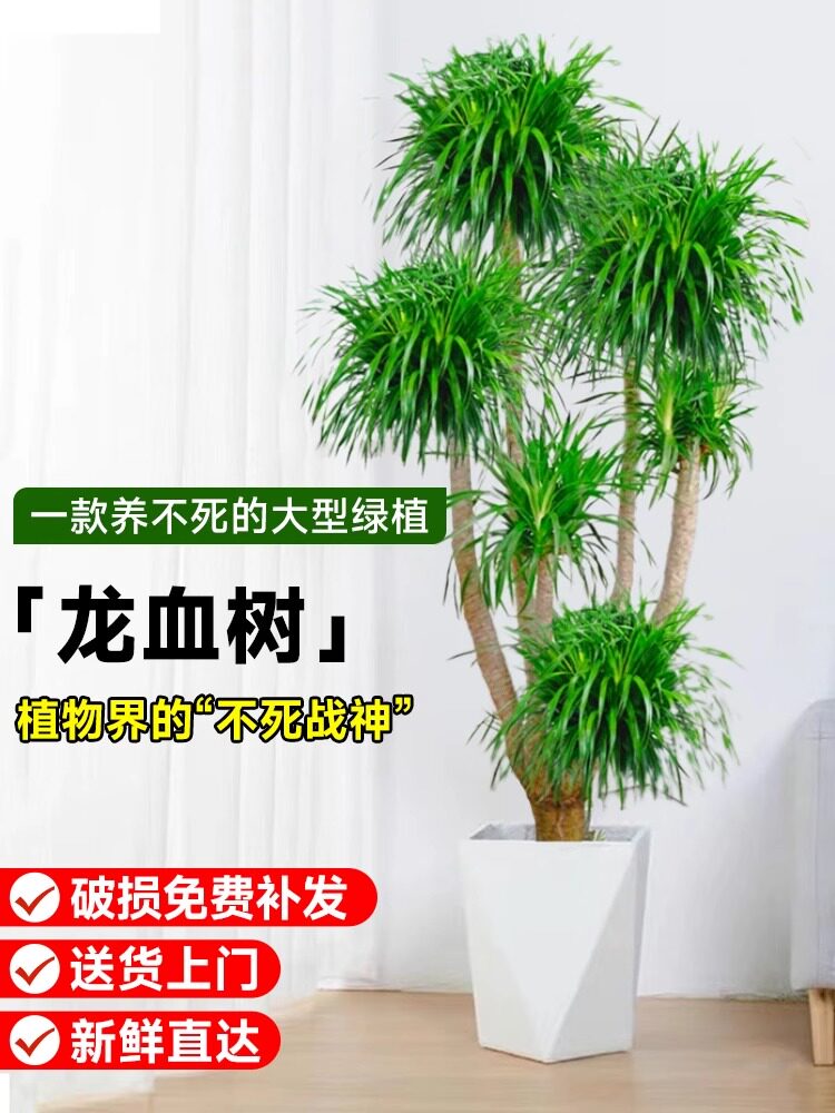 龙血树客厅绿植大型多头龙须树龙铁树室内客厅盆栽网红植物好养活