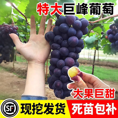 葡萄树苖阳光玫瑰果树果苗盆栽