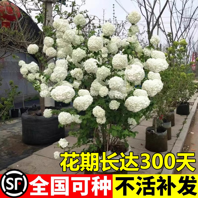 四季木绣球树苗中华木绣球大花斗球高档阳台绿植盆栽庭院地栽耐寒