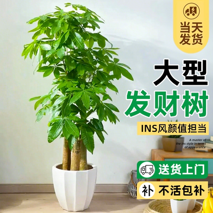 发财树客厅盆栽大棵大型招财树办公室开业送礼乔迁之喜室内绿植物