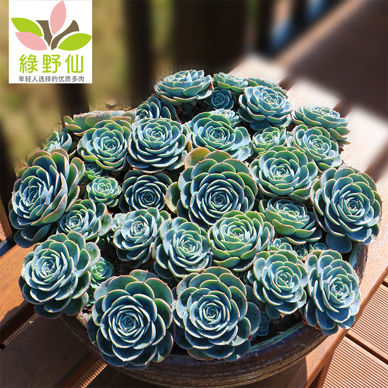 玉蝶老桩多肉植物一物一拍手捧花绿植盆栽花卉稀有景观室内花包邮