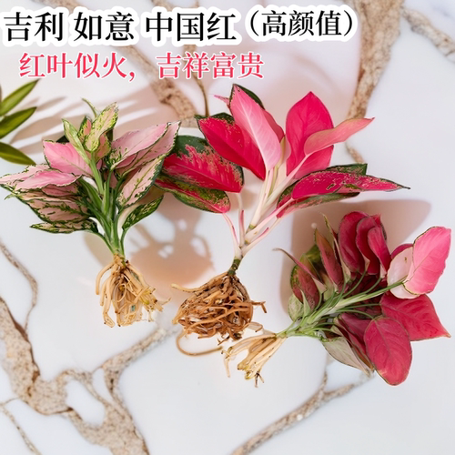 吉利红室内水培净化空气水培绿植