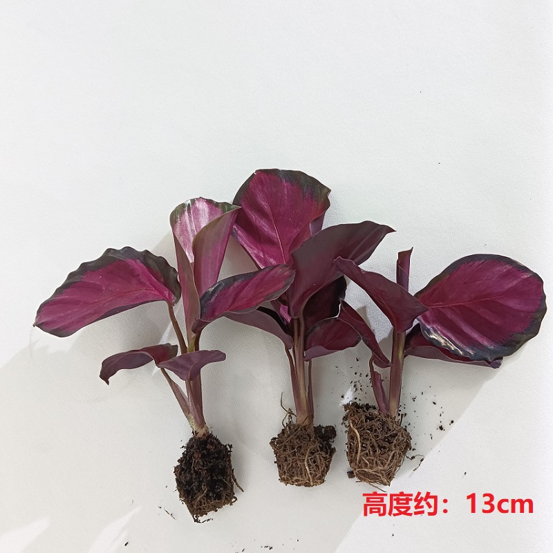 红玫瑰竹芋室内净化空气观叶绿植