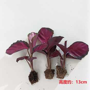 红玫瑰竹芋室内净化空气观叶绿植