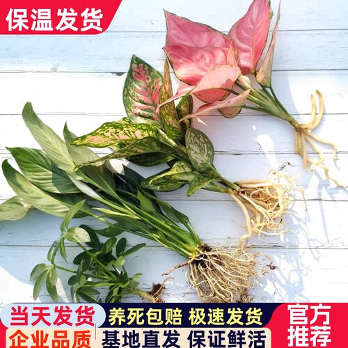水培吉利红植物室内绿植绿萝花卉小盆栽富贵竹四季水生白掌龟背竹