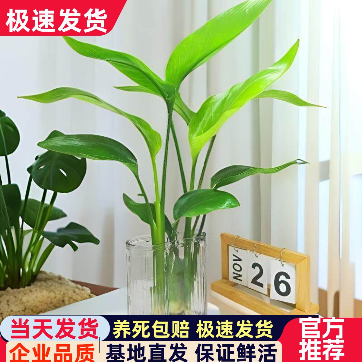 天堂鸟水培植物室内办公室盆栽