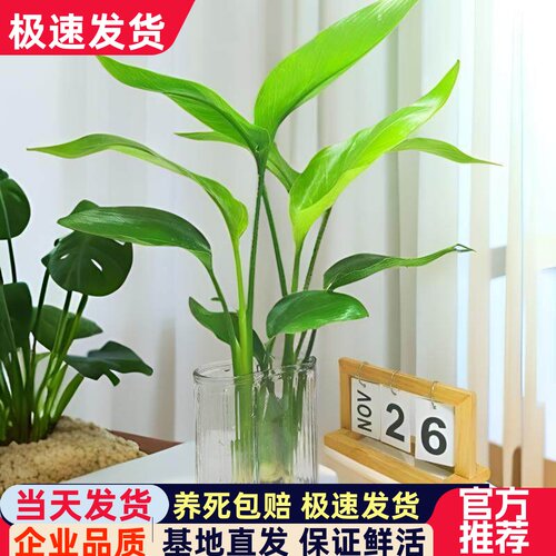 天堂鸟水培植物室内办公室盆栽