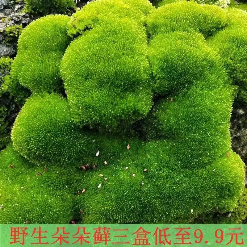 苔藓鲜活野生鲜活朵朵藓微景观青苔假山盆景铺面盆栽翠绿苔藓植物