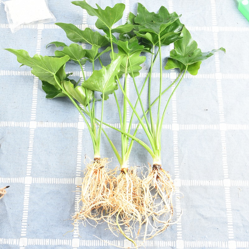 春羽水培绿植盆栽花卉植物室内易养活龟背竹龙鳞观叶植物室内好养