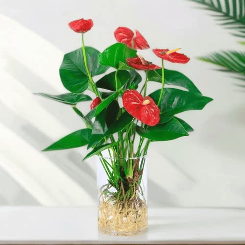 室内好养绿植四季开花红掌盆栽