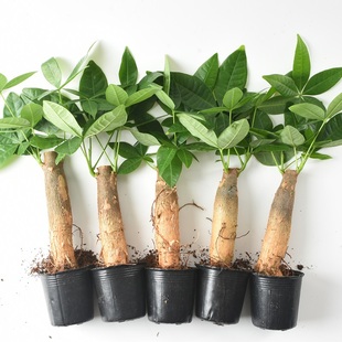 发财树树桩室内客厅绿植小盆景四季 常青办公室好养招财绿植盆栽