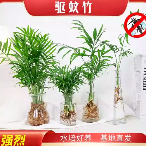驱蚊袖珍椰子室内净化空气绿植