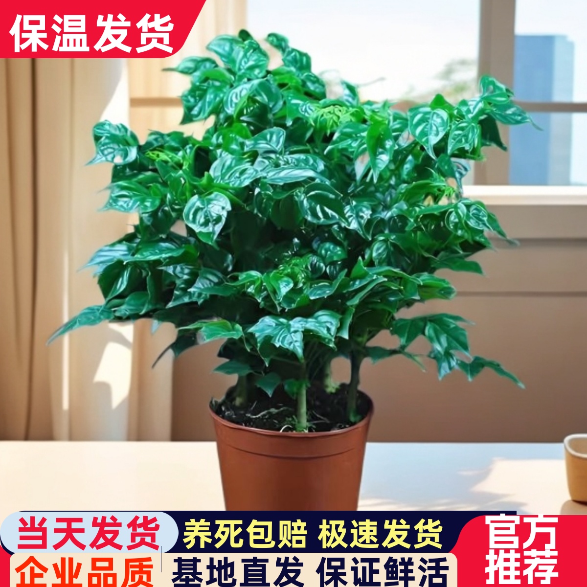 幸福树盆栽室内桌面净化空气