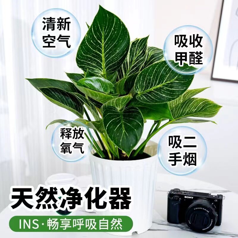 铂金钻水培净化空气花卉植物