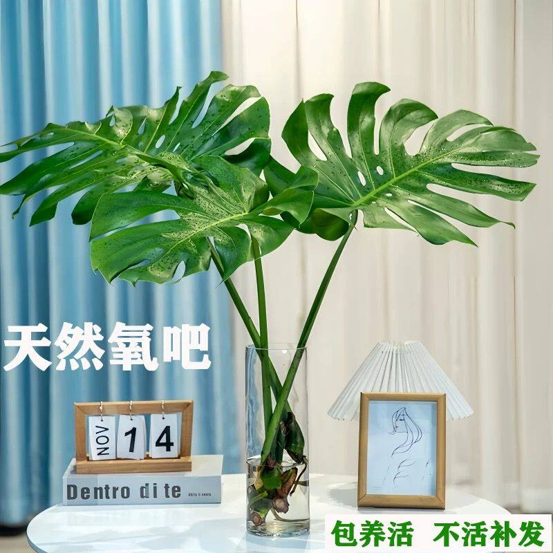 水培龟背竹春羽老桩盆栽净化空气大叶室内客厅植物四季绿植