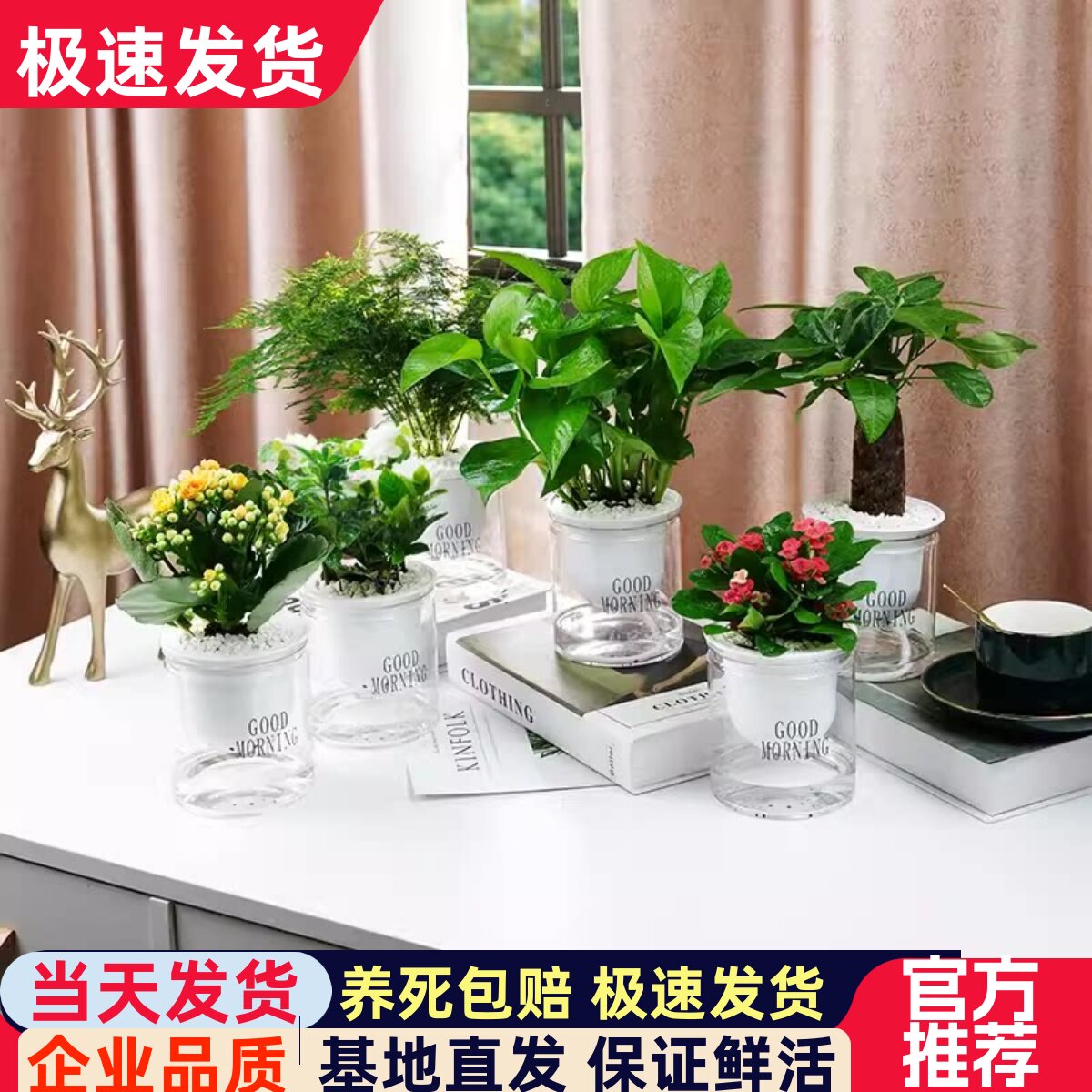 绿萝发财树绿植室内花卉办公桌面防辐射吸甲醛小盆栽水培植物好养