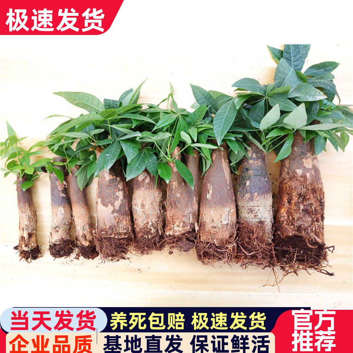 发财树树桩树头树苗室内盆栽大客厅摆件裸根不带盆大棵办公室绿植