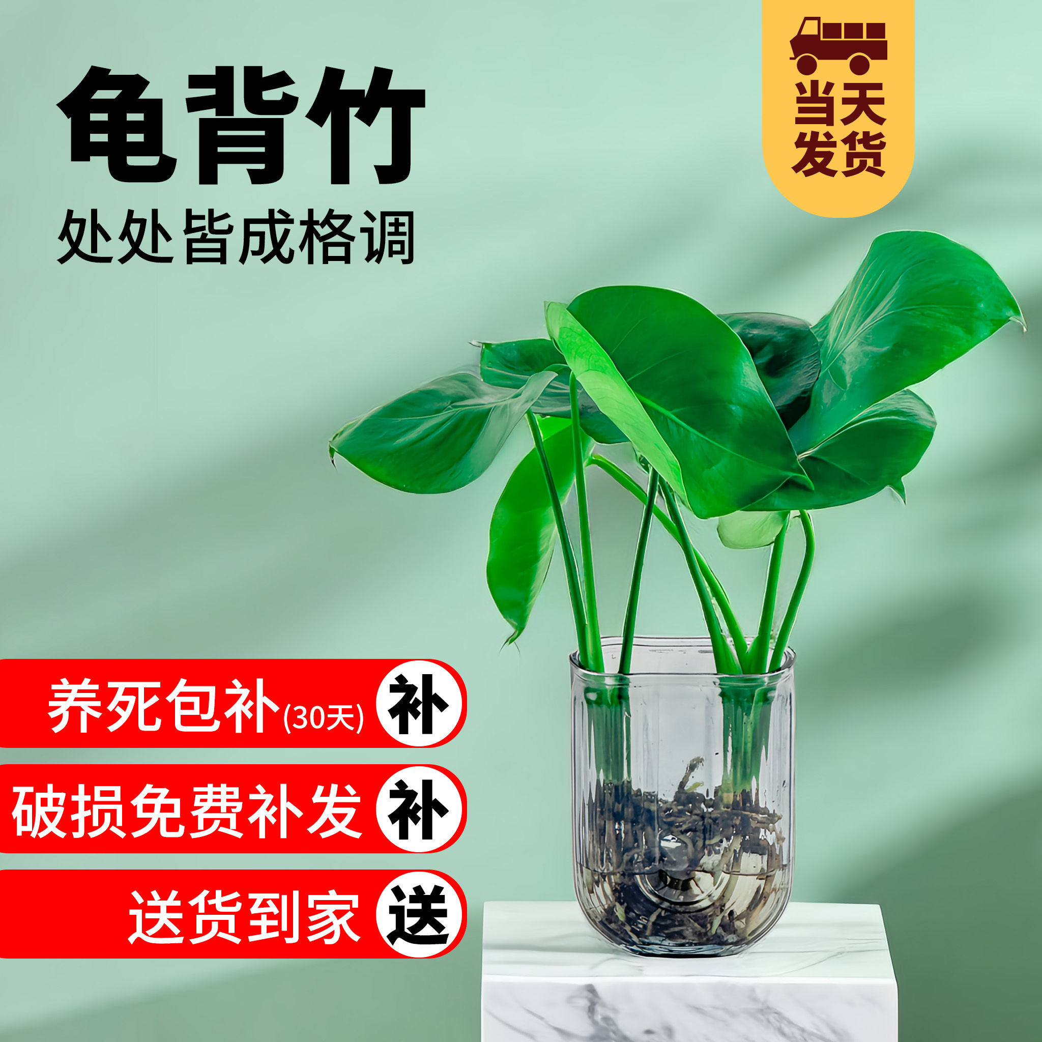 龟背竹办公室内净化空气