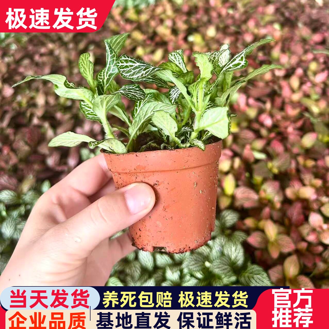苔藓红网纹草微景观创意绿植