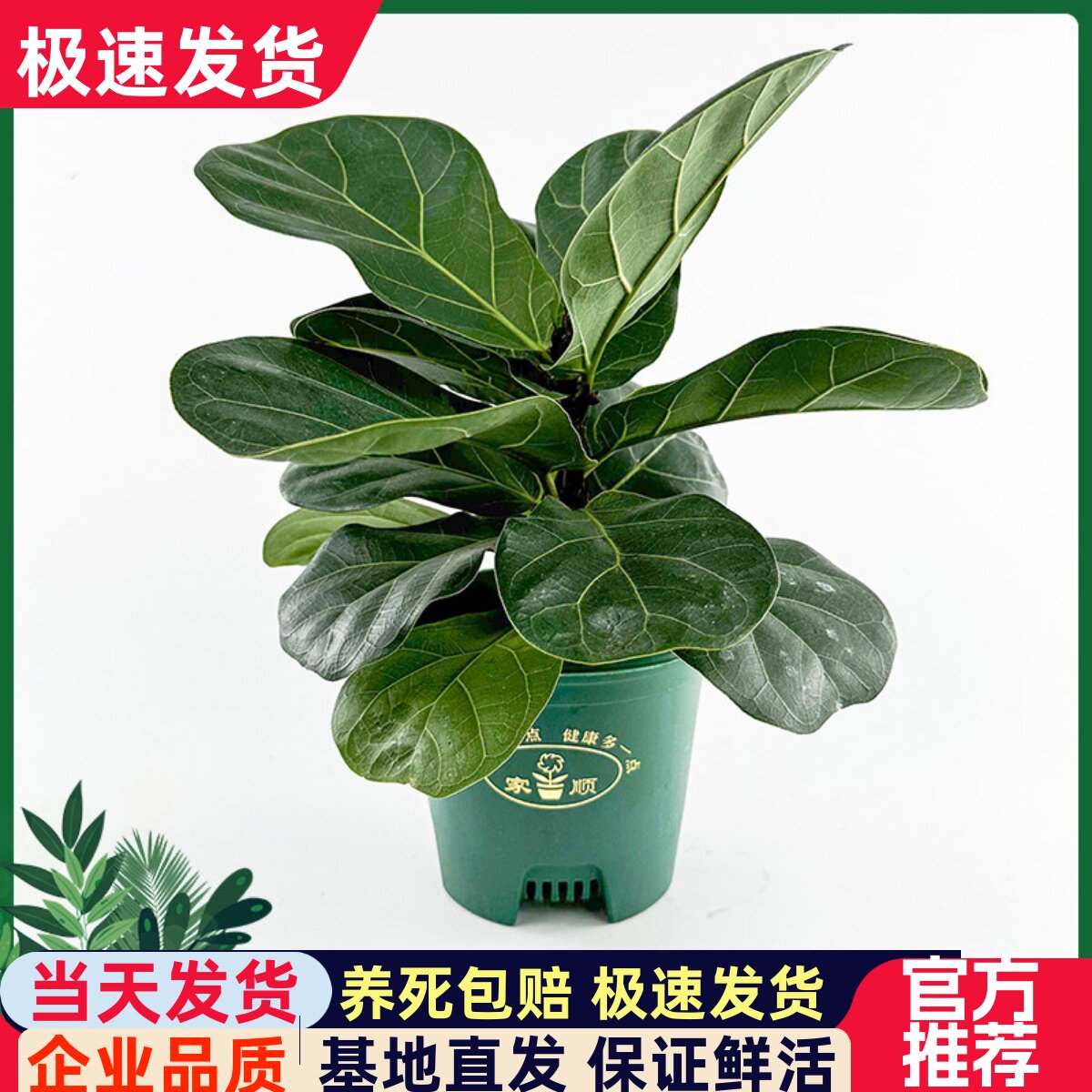琴叶榕网红北欧绿植盆栽老桩室内客厅净化空气四季常青观叶大绿植