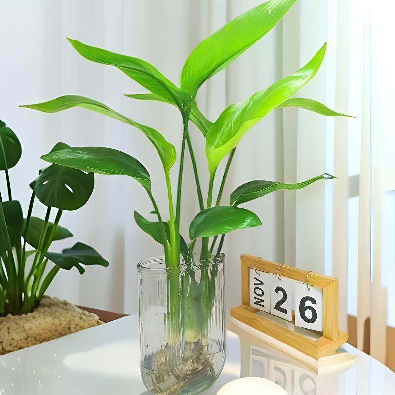 北欧风鹤望兰天堂鸟室内净化空气四季常青好养易养水培植物,鲜花速递/花卉仿真/绿植园艺,绿植,淘宝优惠券,粉丝福利购,淘宝优惠卷