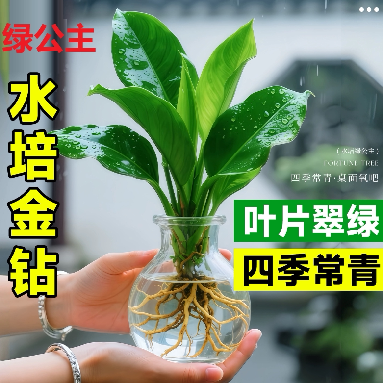 铂金钻盆栽室内绿公主土培吸甲醛净化空气绿植四季常青好养植物