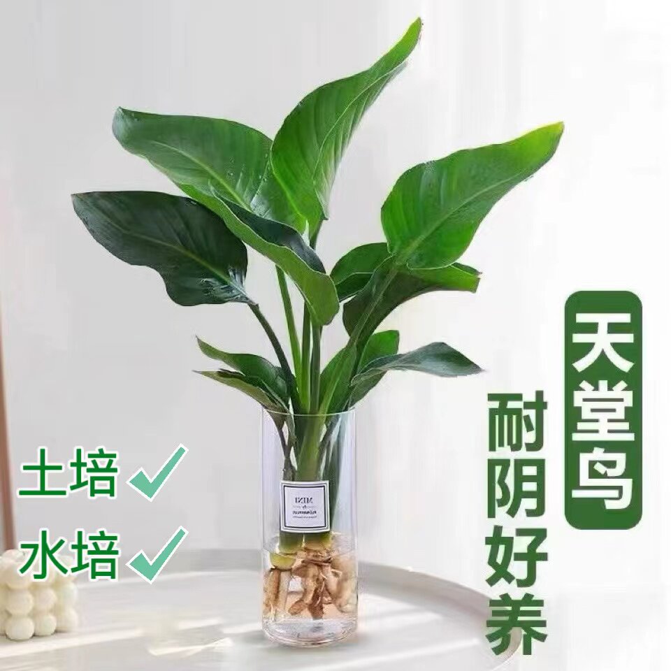 水培天堂鸟室内常青鹤望兰绿植耐寒植物客厅桌面好养花卉轻奢
