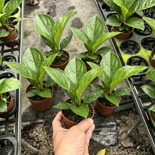 聚宝盆大叶绿植客厅招财水培鸟巢花烛室内好养花卉发财树植物