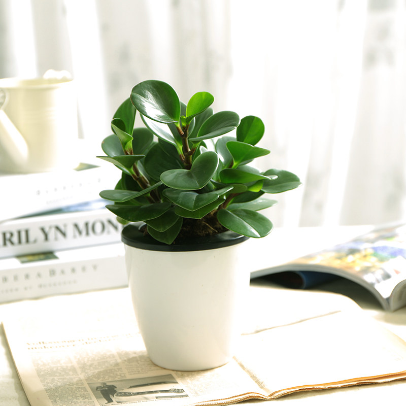 豆瓣绿碧玉室内办公室净化空气吸甲醛四季常绿好养植物