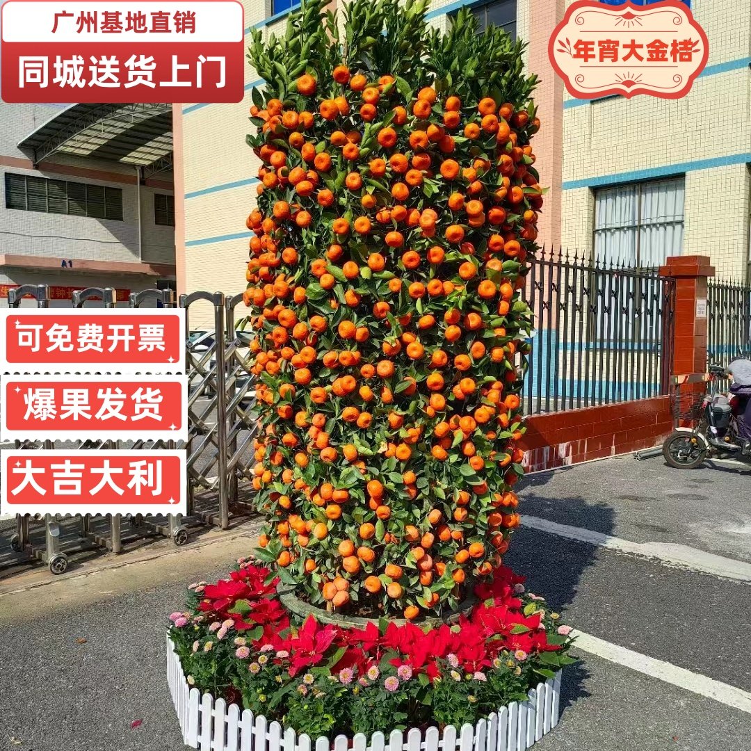 基地直销年桔带果大型盆栽年宵花公司新年橘子树朱砂橘四季桔金桔