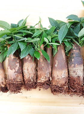 发财树树桩树头树苗室内盆栽大客厅摆件裸根不带盆大棵办公室绿植