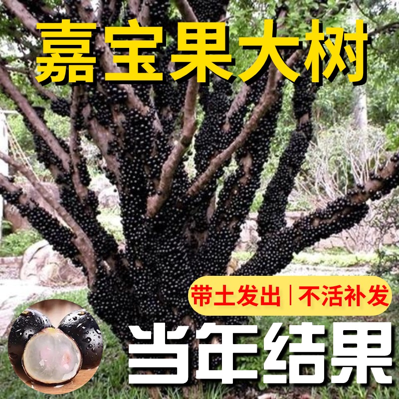 广东福冈沙巴四季红妃嘉宝果树果苗树葡萄果树庭院名贵南北方老树