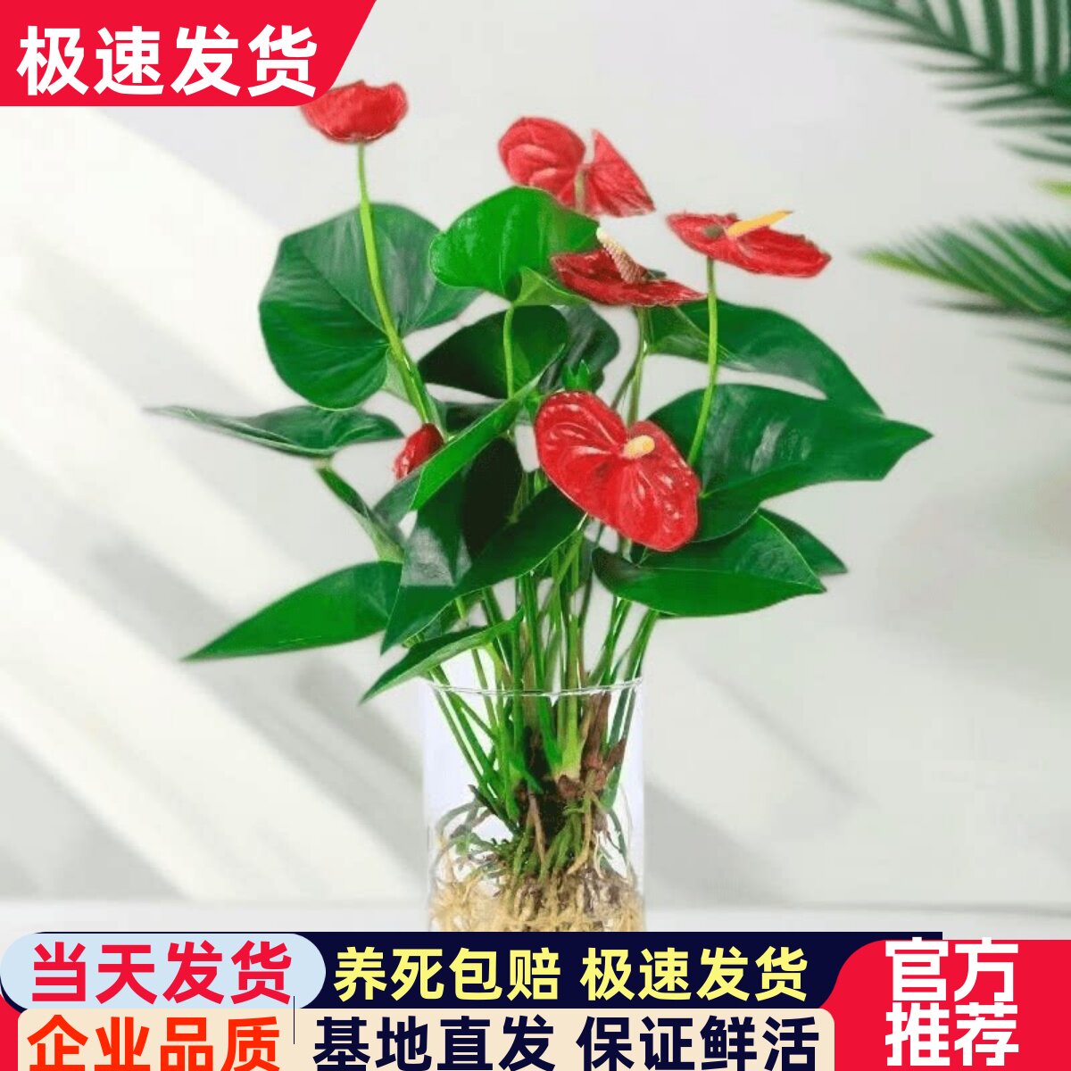 年宵花水培红掌鸿运当头卡利小大红星室内净化净化空气好养绿植