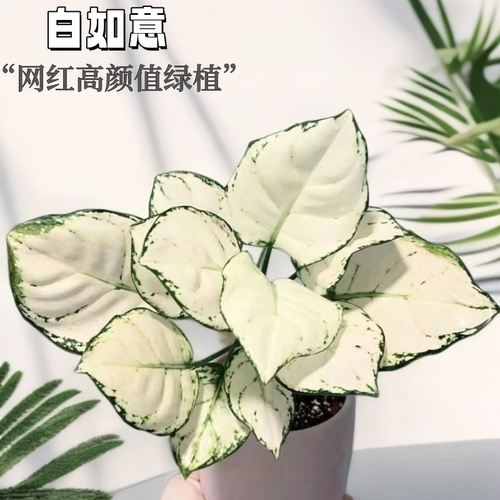 白如意净化空气室内观叶植物
