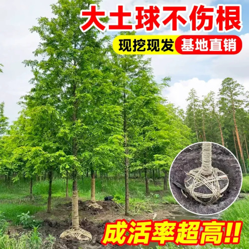 水杉四季常青速生乔木南北适宜