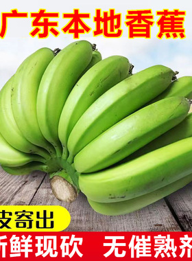 广东高州香蕉本地高脚遁地雷青蕉香糯3/5/10斤新鲜青绿皮蕉banana