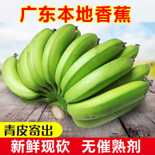 广东高州香蕉本地高脚遁地雷青蕉香糯3 10斤新鲜青绿皮蕉banana