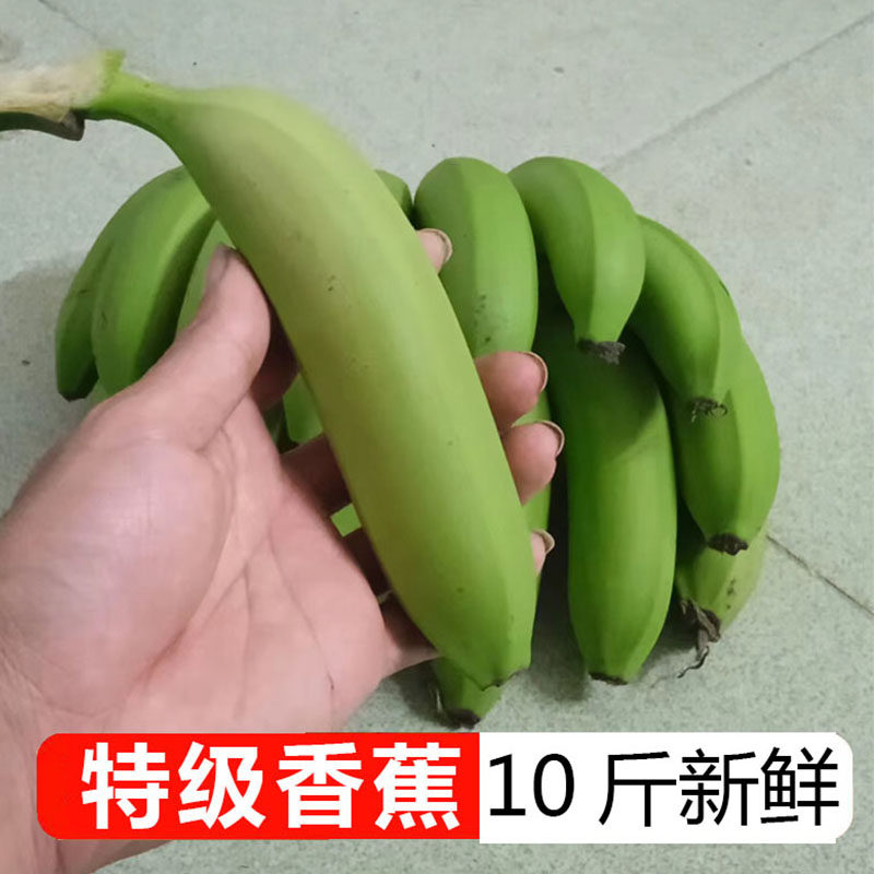 广东大香蕉新鲜高州遁地香蕉自然熟3/5/10斤本地大香焦绿皮不泡药