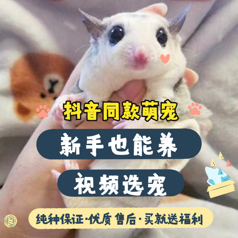 蜜袋鼯宠物活物幼崽小飞鼠蜜袋鼬