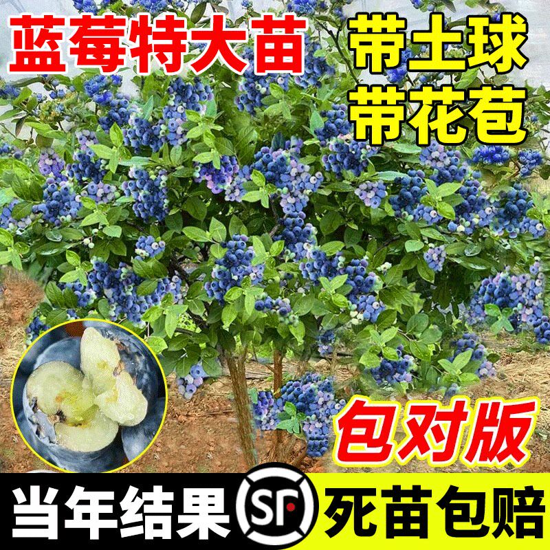 蓝莓树果苗带果蓝莓苗盆栽南北方种植兔眼特大阳台果树苗当年结果