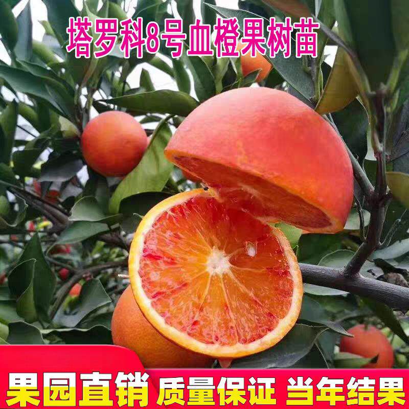 新系8号晚熟血橙苗 晚红血橙 嫁接红心红肉橙子果树苗