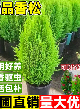 香松圣诞树盆栽大棒棒糖金冠柏耐寒自带香气新款真树节日装饰礼物