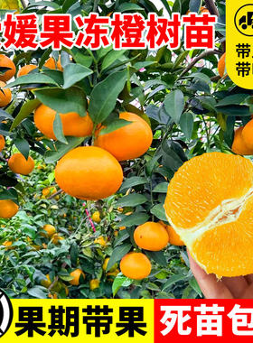 爱媛38号树苗果冻橙子树苗橘子象山红美人桔子嫁接果苗当年结果