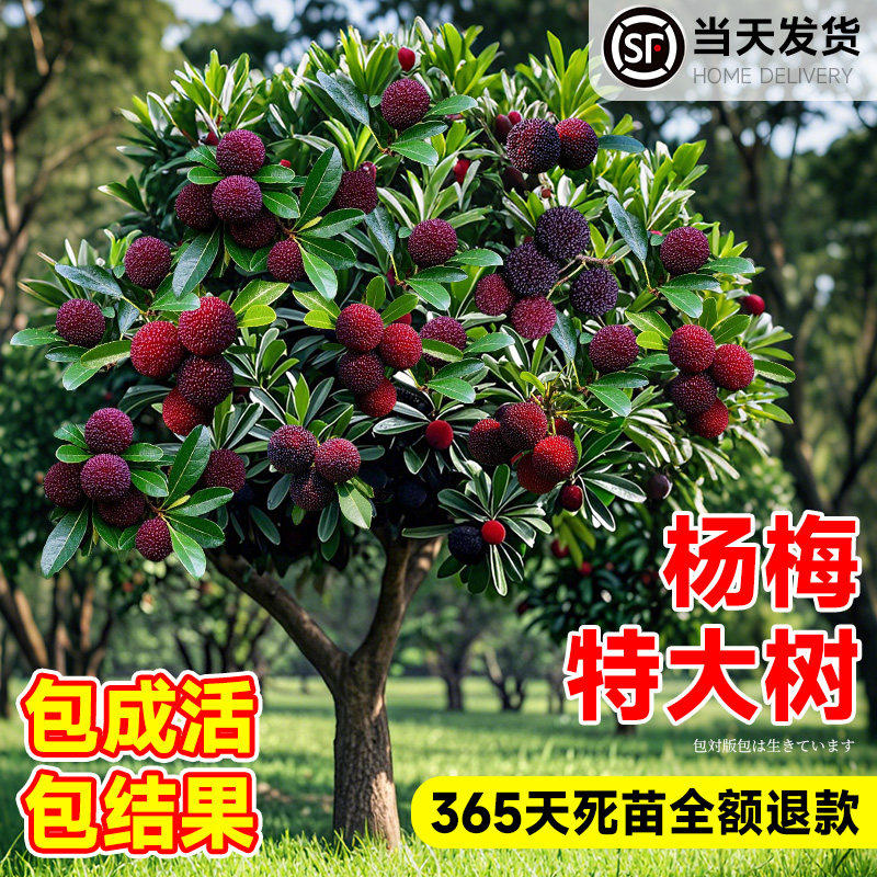 特大杨梅树苗东槐仙居东魁南方嫁接黑炭水果树果苗南方种植地栽苗